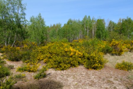 Döberitzer Heide open landscape 2020-05-08 71
