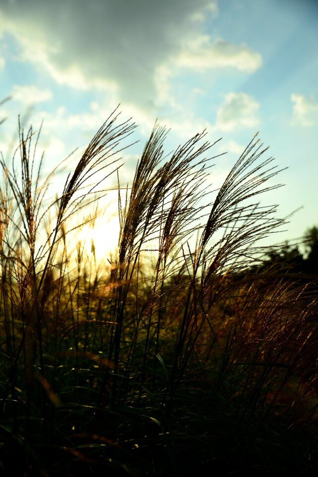 Nature background backlight