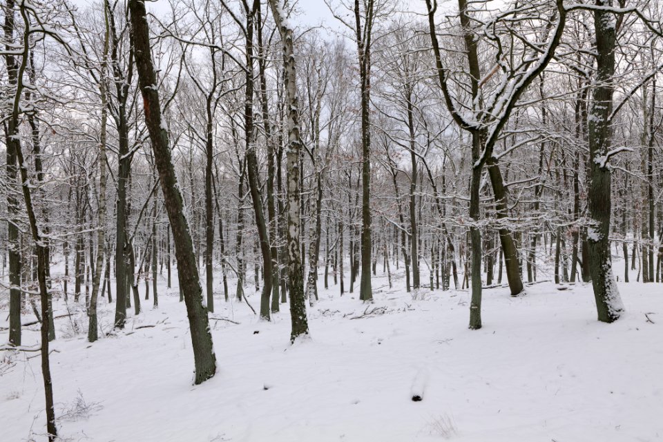 Düppeler Forst north of Königstraße with snow 2021-01-30 31