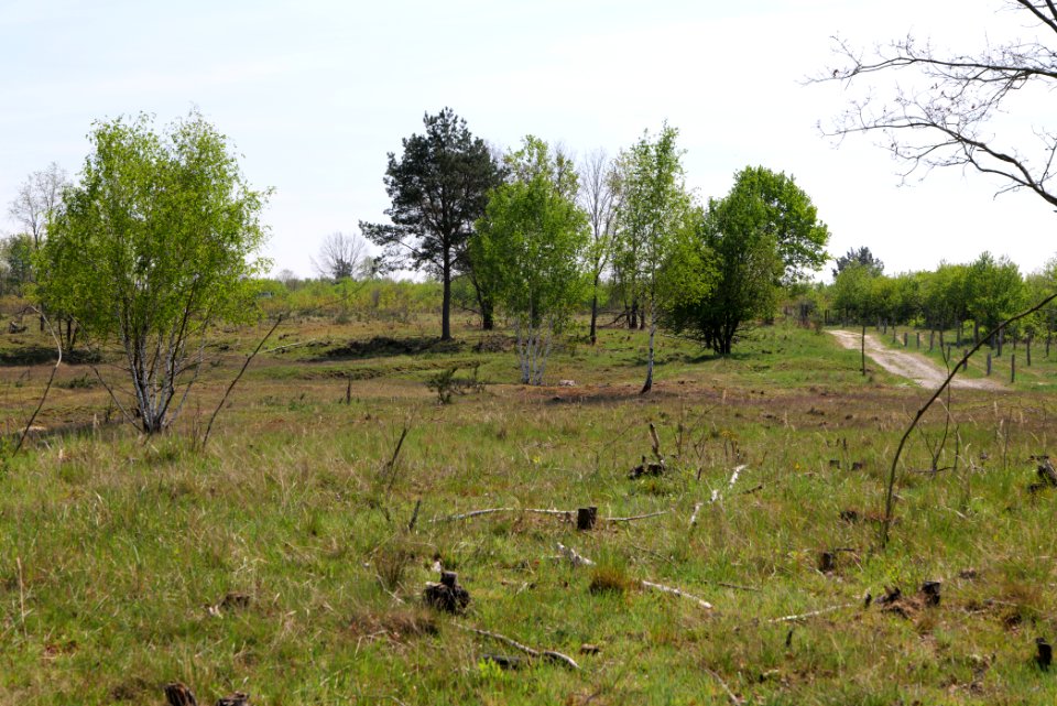 Döberitzer Heide open landscape 2020-05-08 46