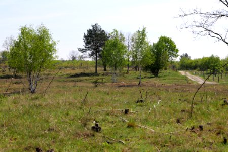 Döberitzer Heide open landscape 2020-05-08 46