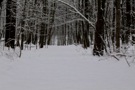 Düppeler Forst south of Königstraße with snow 2021-01-30 14