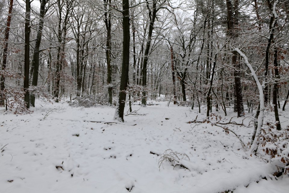 Düppeler Forst south of Königstraße with snow 2021-01-30 09