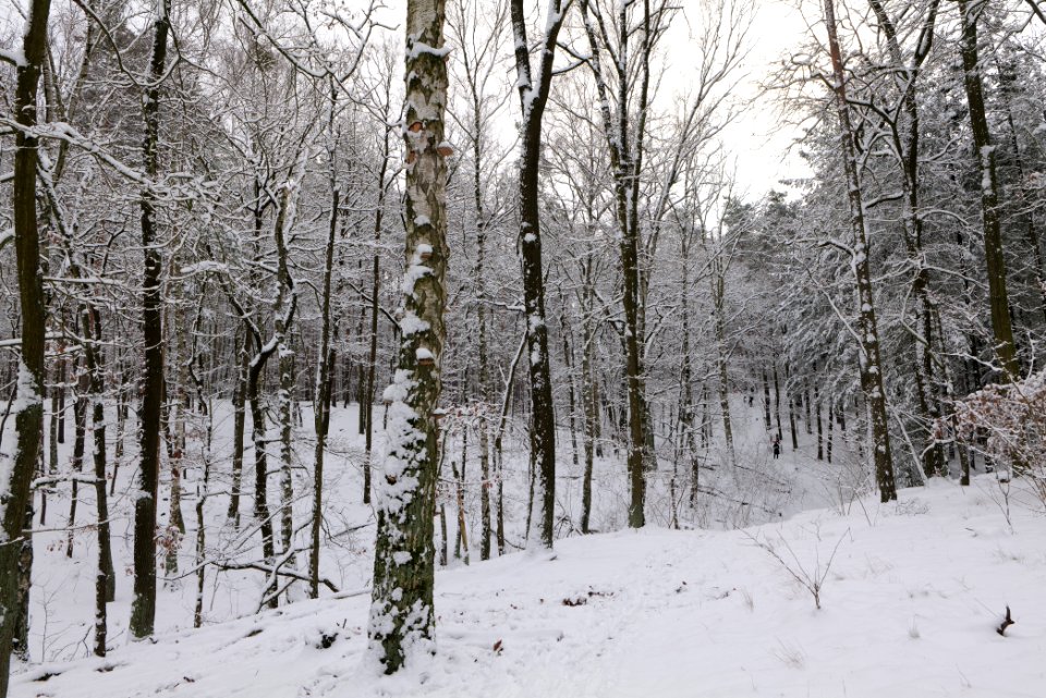 Düppeler Forst north of Königstraße with snow 2021-01-30 26