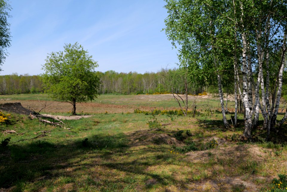 Döberitzer Heide open landscape 2020-05-08 47