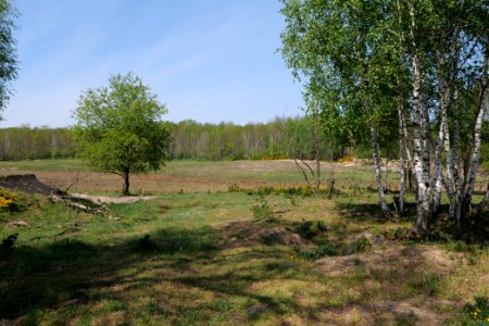 Döberitzer Heide open landscape 2020-05-08 47
