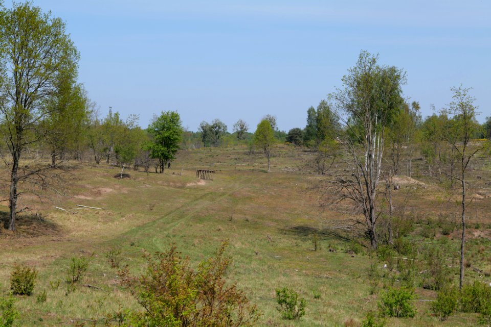 Döberitzer Heide open landscape 2020-05-08 23