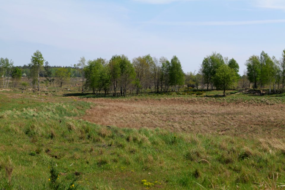 Döberitzer Heide open landscape 2020-05-08 78