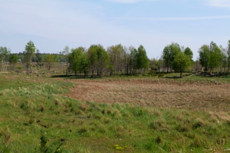 Döberitzer Heide open landscape 2020-05-08 78