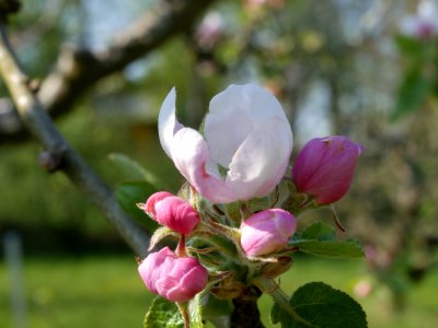 Dülmener Rosenapfel Freilichtmuseum Roscheider Hof Blüte H12 photo