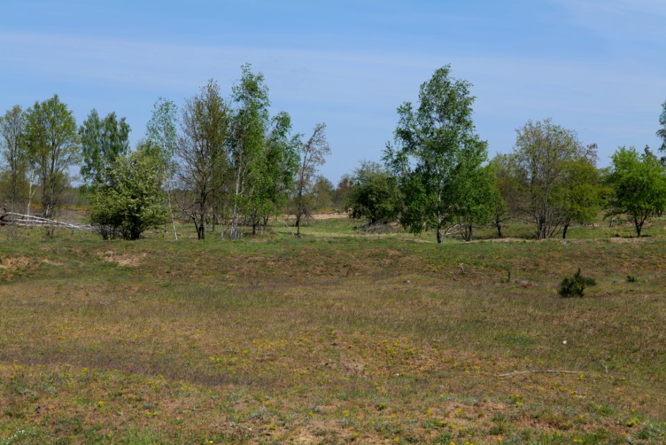 Döberitzer Heide open landscape 2020-05-08 41