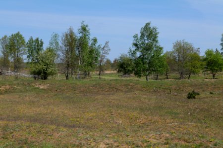 Döberitzer Heide open landscape 2020-05-08 41