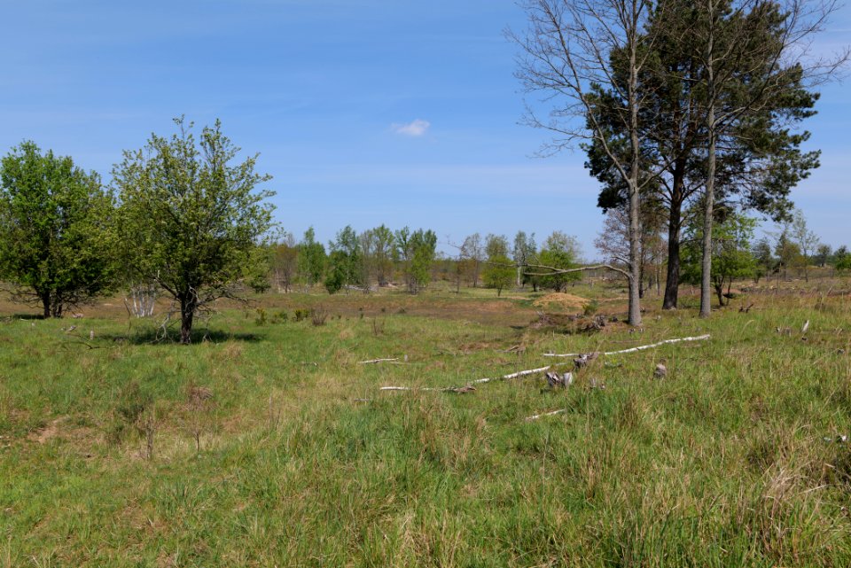Döberitzer Heide open landscape 2020-05-08 37