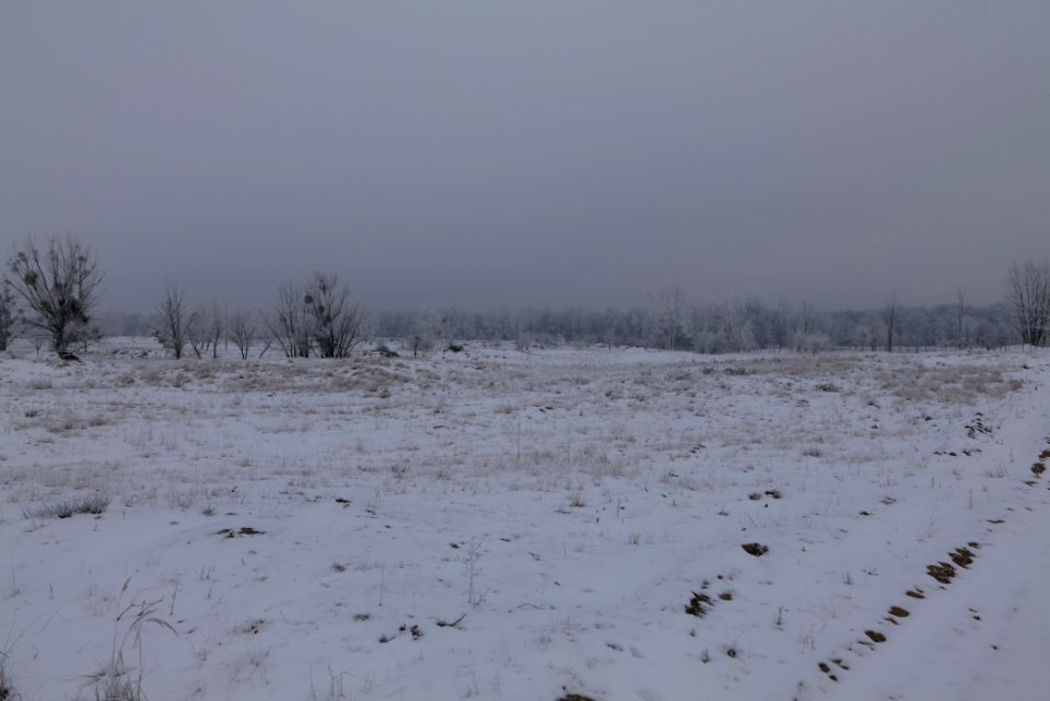 Döberitzer Heide with snow 2021-02-14 61