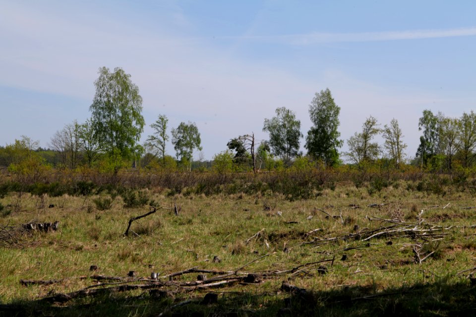 Döberitzer Heide open landscape 2020-05-08 36