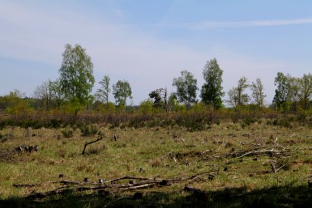 Döberitzer Heide open landscape 2020-05-08 36