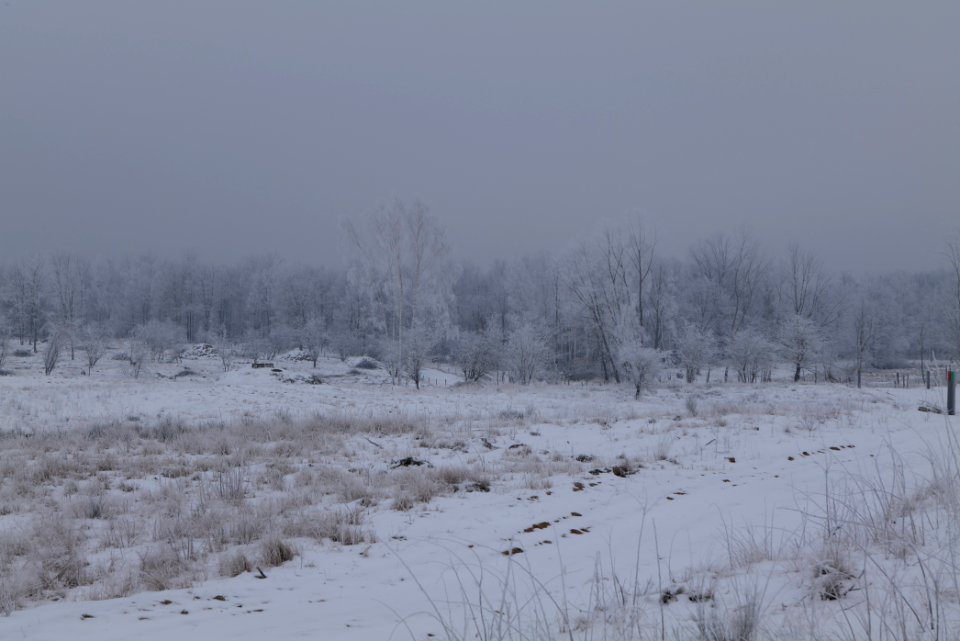 Döberitzer Heide with snow 2021-02-14 54