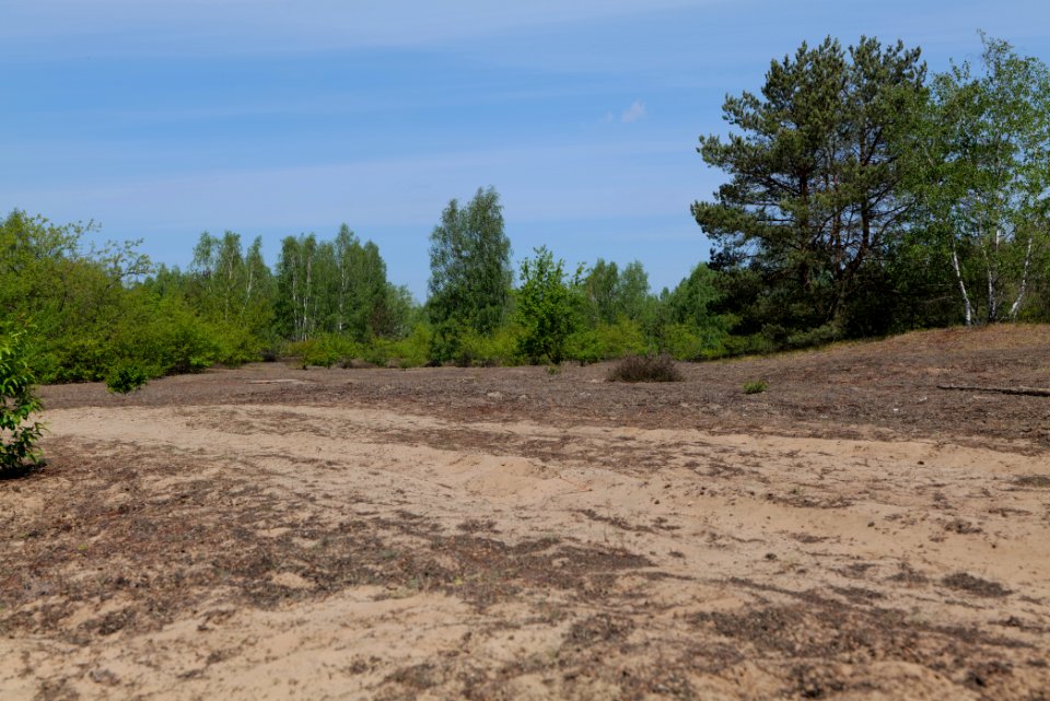 Döberitzer Heide open landscape 2020-05-08 224