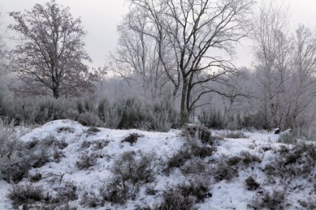Döberitzer Heide with snow 2021-02-14 82