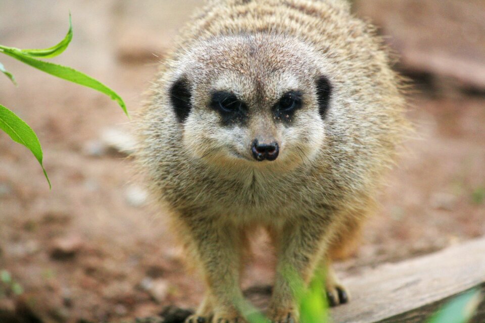 Animal suricata suricatta zoo