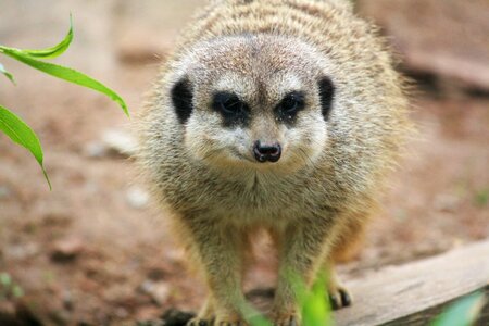 Animal suricata suricatta zoo