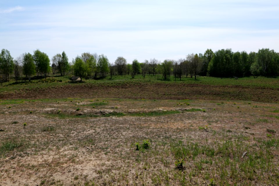 Döberitzer Heide open landscape 2020-05-08 74