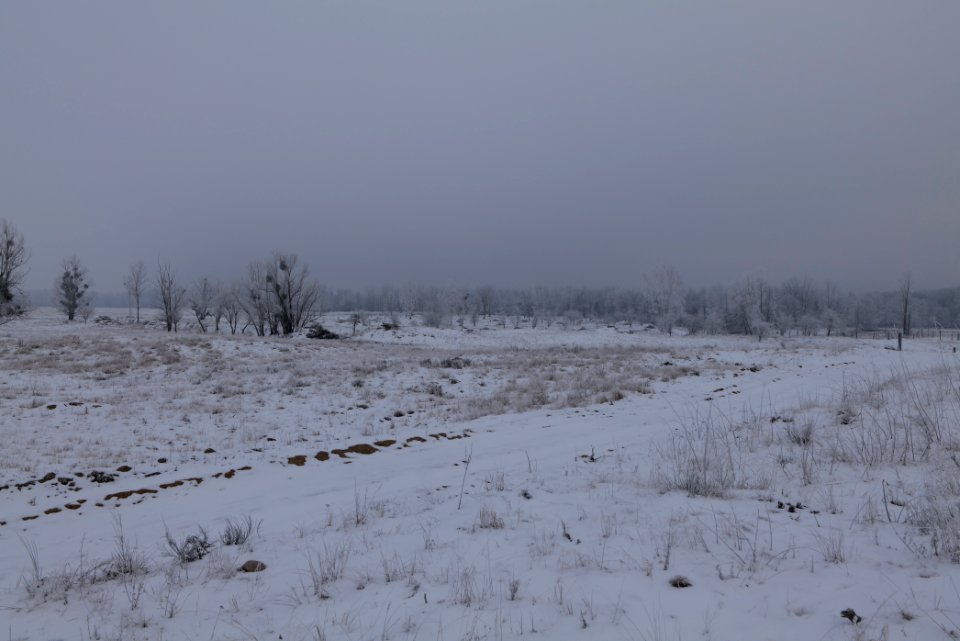 Döberitzer Heide with snow 2021-02-14 58