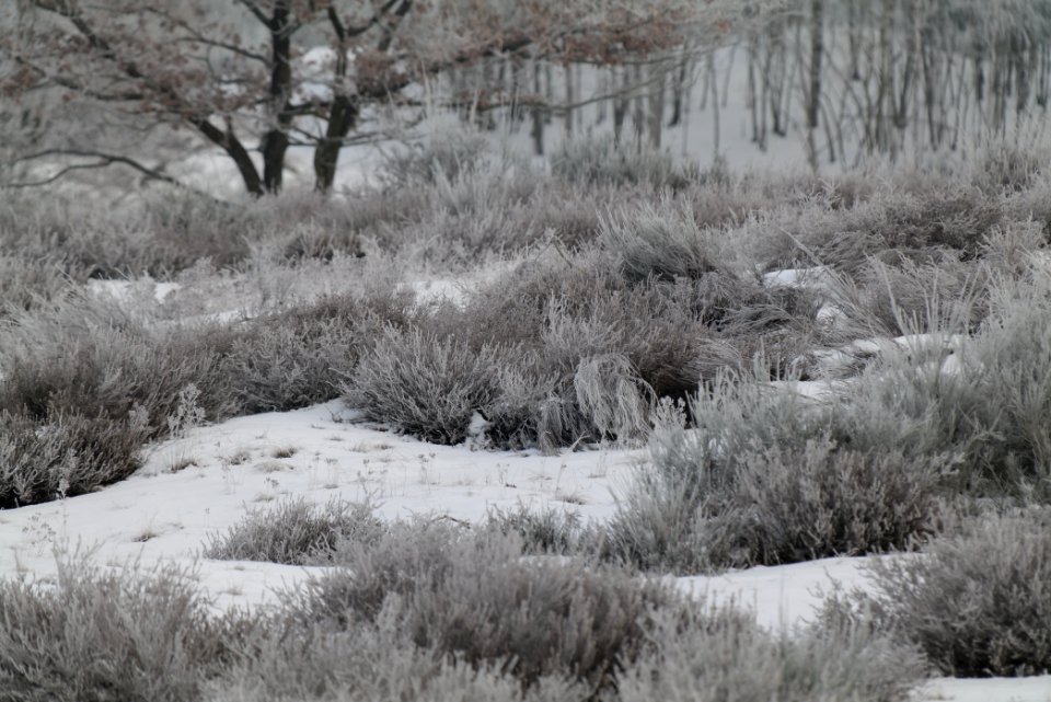 Döberitzer Heide with snow 2021-02-14 96