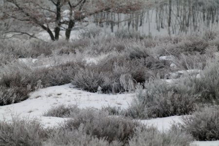 Döberitzer Heide with snow 2021-02-14 96