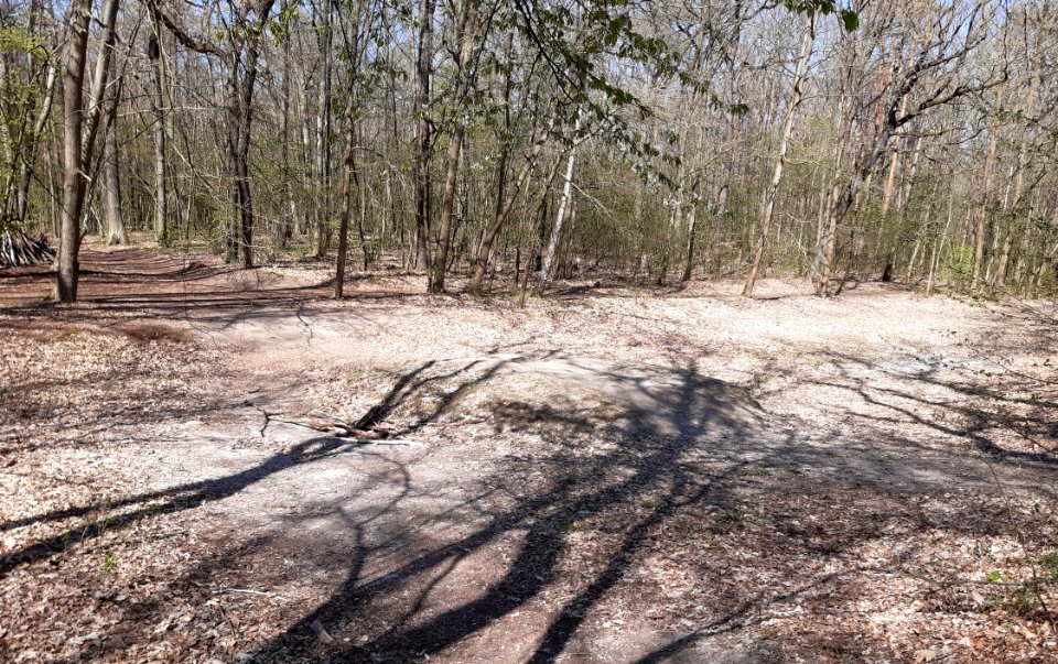 DölauerHeide Herthateich-trocken