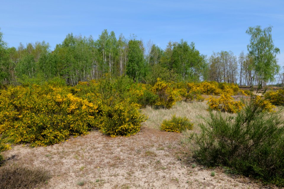 Döberitzer Heide open landscape 2020-05-08 70