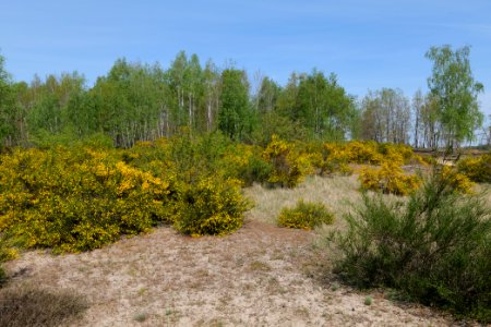 Döberitzer Heide open landscape 2020-05-08 70