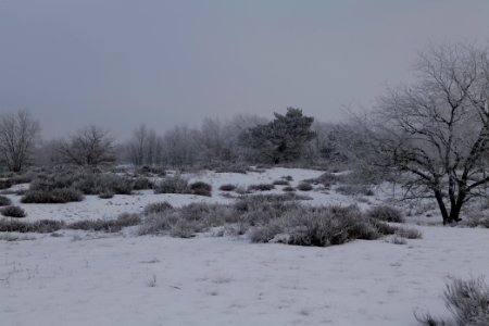 Döberitzer Heide with snow 2021-02-14 88