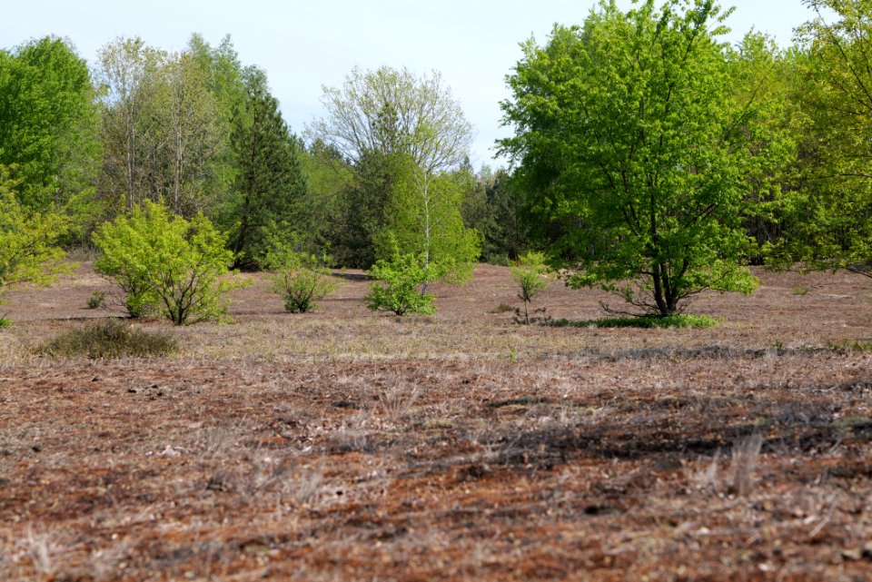 Döberitzer Heide open landscape 2020-05-08 227