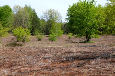 Döberitzer Heide open landscape 2020-05-08 227