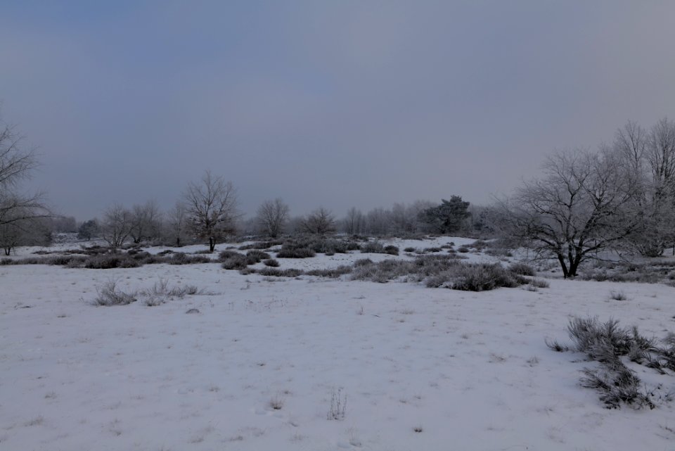 Döberitzer Heide with snow 2021-02-14 84