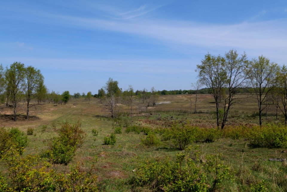 Döberitzer Heide open landscape 2020-05-08 24