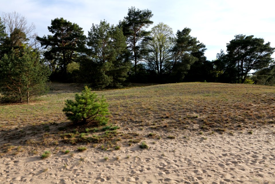 Dünen Dabendorf 2021-05-09 11