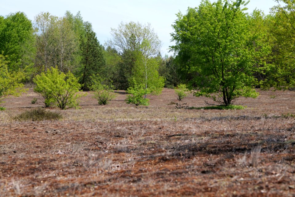 Döberitzer Heide open landscape 2020-05-08 226