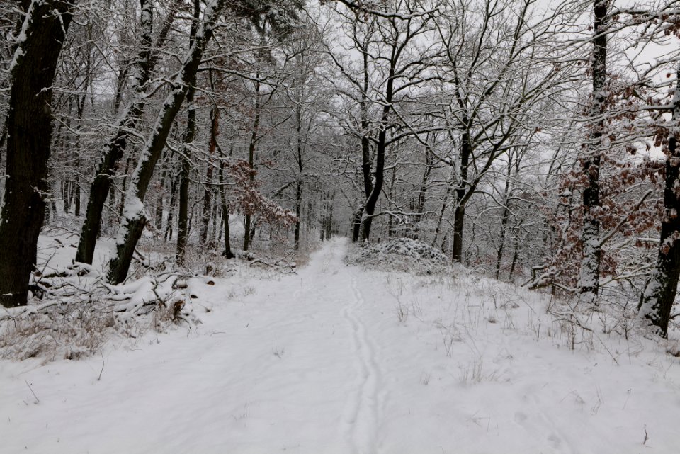 Düppeler Forst north of Königstraße with snow 2021-01-30 01
