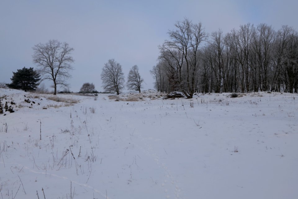 Döberitzer Heide with snow 2021-02-14 80