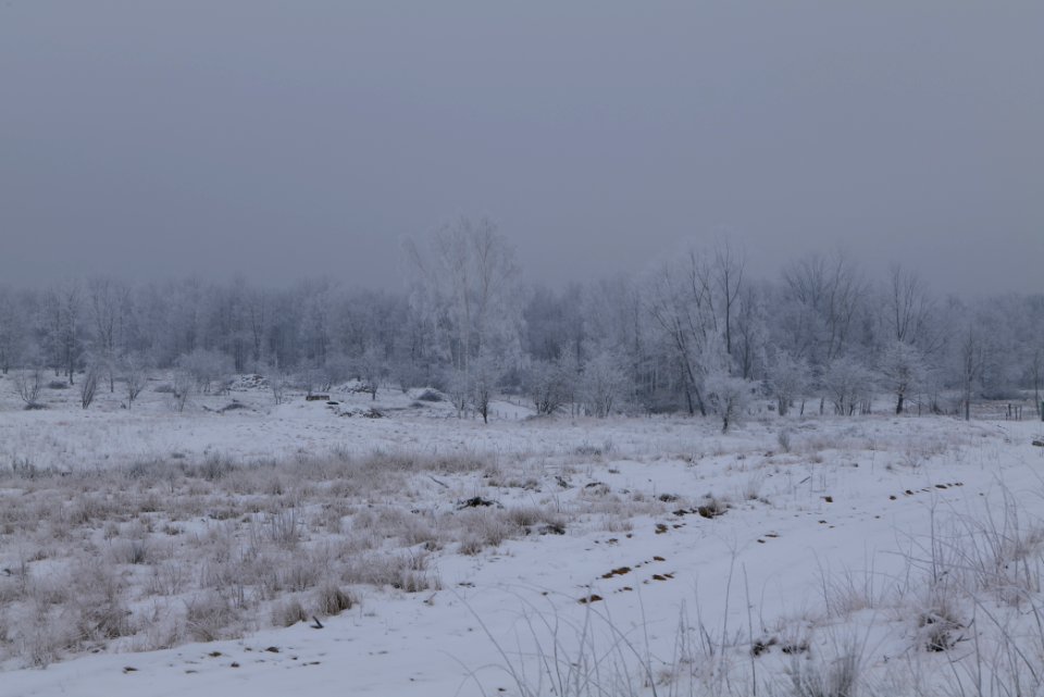 Döberitzer Heide with snow 2021-02-14 55