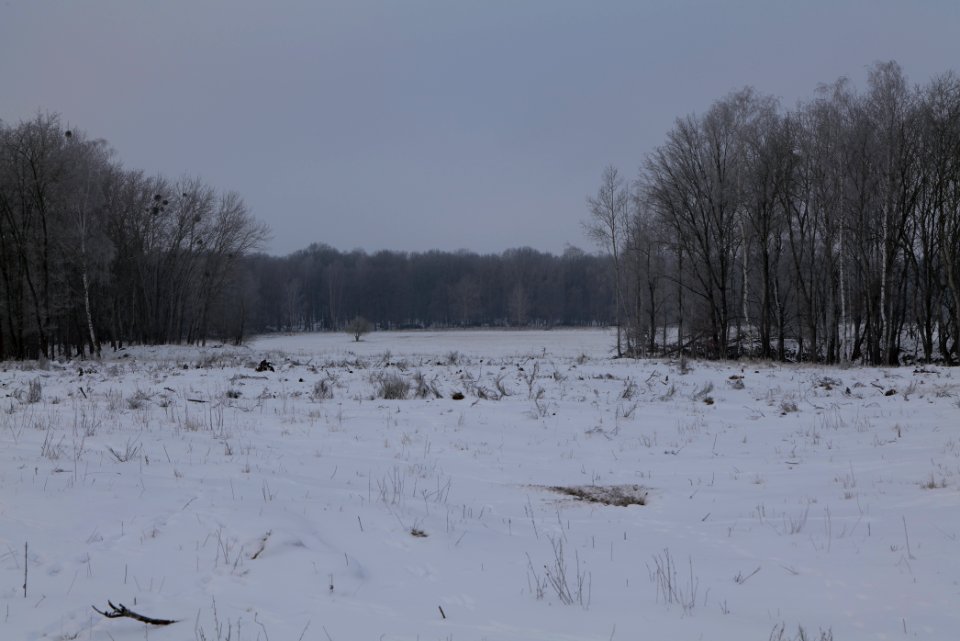 Döberitzer Heide with snow 2021-02-14 77