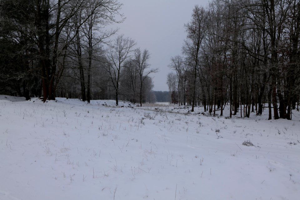Döberitzer Heide with snow 2021-02-14 74