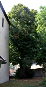 Dörenhagen - Linde an der Alten Kirche