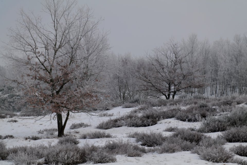 Döberitzer Heide with snow 2021-02-14 91