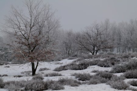 Döberitzer Heide with snow 2021-02-14 91