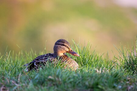 Duck grass bokeh photo
