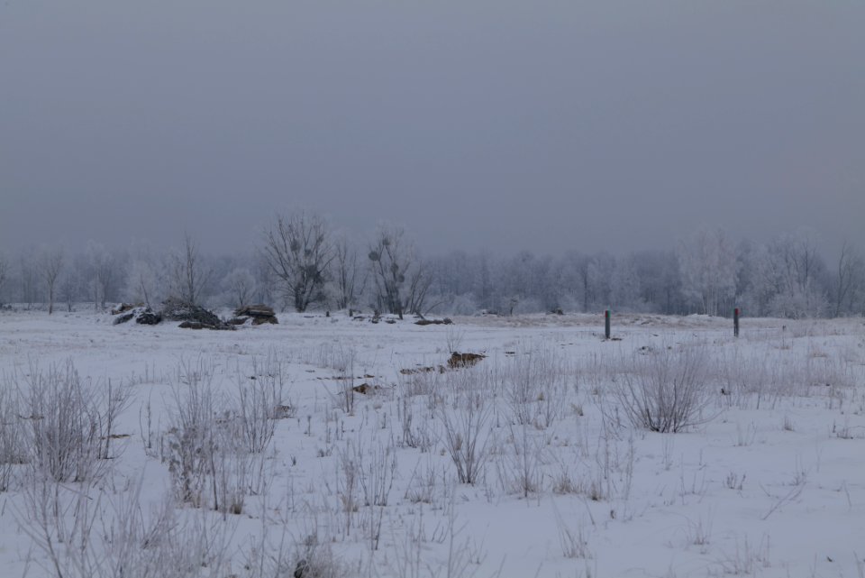 Döberitzer Heide with snow 2021-02-14 70