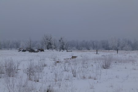 Döberitzer Heide with snow 2021-02-14 70